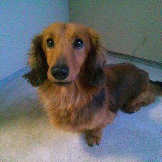 素敵な里親さん決まりましたありがとうございました！