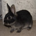 生後２ヶ月　ミニウサギ　黒