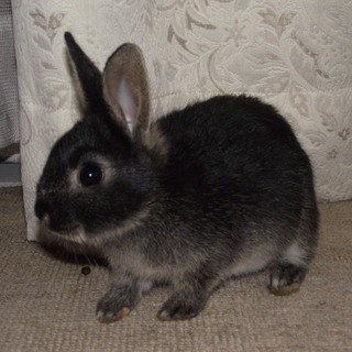 生後２ヶ月　ミニウサギ　黒