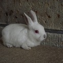 生後２ヶ月　ミニウサギ　白