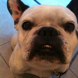 フレンチブルドッグ