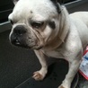 フレンチブルドッグ サムネイル2