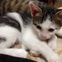 人懐こく甘えん坊のオス子猫です