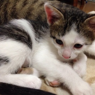 人懐こく甘えん坊のオス子猫です