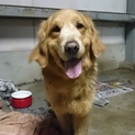 ゴールデンレトリバー男の子　里親さん募集します。