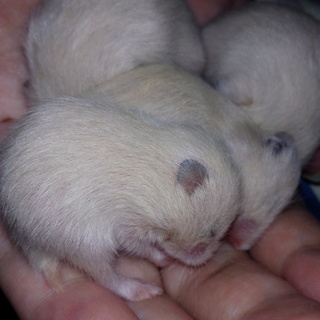 キンクマハムスターの赤ちゃん急募！！