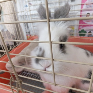 ライオンラビット4か月の里親募集