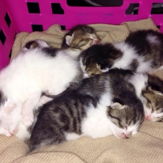 里親さん☆決まりましたm(_ _)m