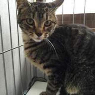 ひまりちゃん　キジトラの女の子　８か月