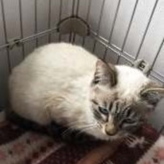 すみれちゃん　白系の女の子　８か月