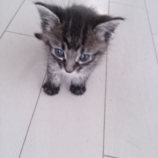 ☆グレーのキジトラ男の子　セリくん☆