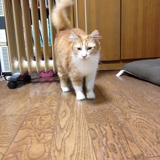 一生可愛がってくださる里親さん募集中です！！