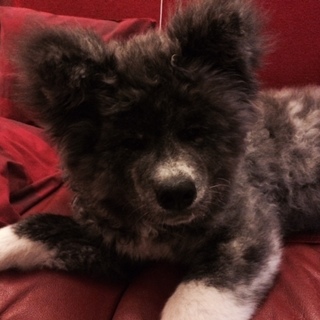 虎毛の秋田犬　6っヶ月の女の子