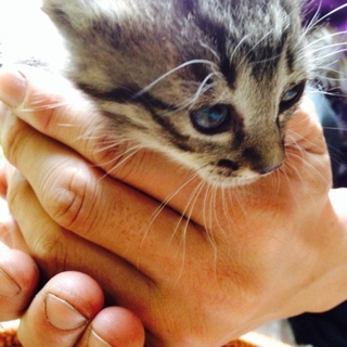 誰か可愛がってあげてください