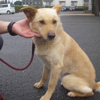 緊急募集！！飼い主さんが育てられなくなりました・・