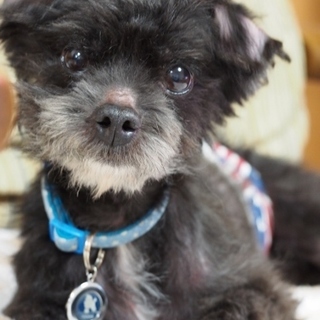 プードル×マルチーズmix ルチア里親さま募集中♪