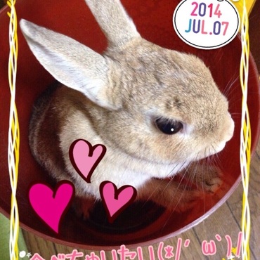 6歳の♀です。体重は1.3kg。