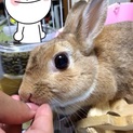 茶色の♀ミニうさぎ