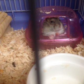 ジャンガリアンハムスター ノーマル&スノー