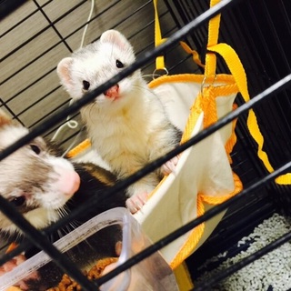 元気な2匹の里親募集です。