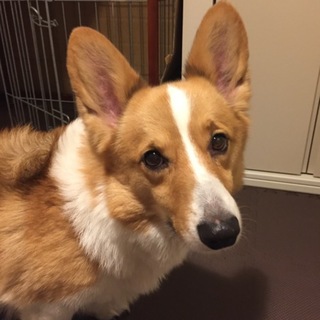 人見知りしない元気な子です。