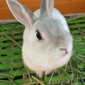 とても人懐こいウサギさんです