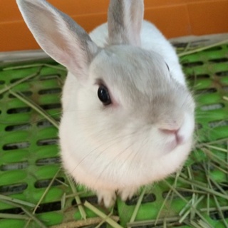 とても人懐こいウサギさんです