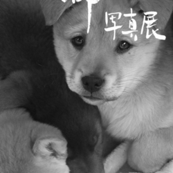 わんことにゃんこの譲渡会2015　春＠せら大豊農園　なしの花祭り サムネイル2