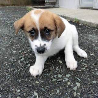 この子の命を救ってください。