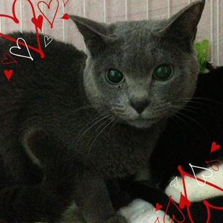 ロシアンブルーMIX♪愛莉ちゃん