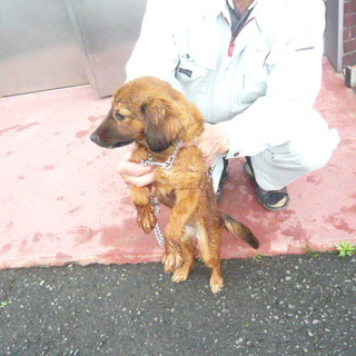 少々甘えん坊なダックス系1歳弱の男の子です