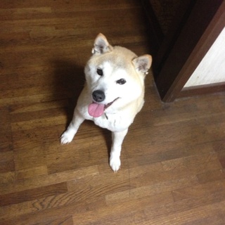 急募‼︎必ず笑顔を届けてくれる柴犬です