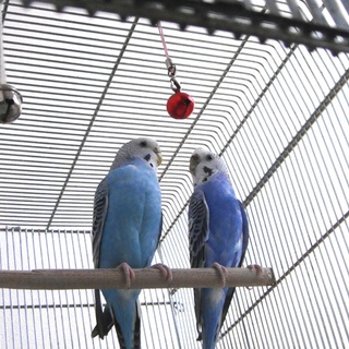 セキセイインコ2羽