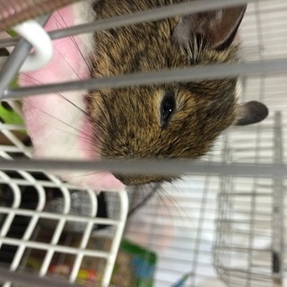 １歳のデグーちゃん