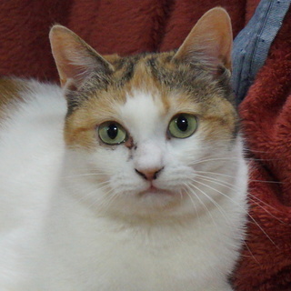 のほほん三毛猫みさと