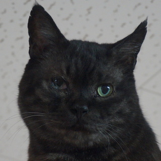 ブラックスモークの親分くまちゃん