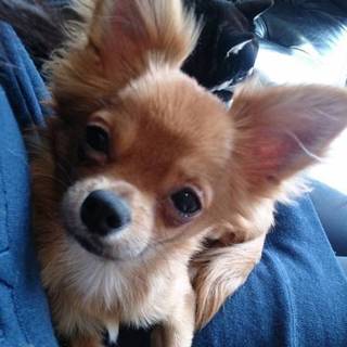 元気いっぱいチワワの男の子