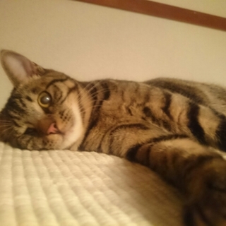 ソラ、ルビちゃん の里親様募集中。