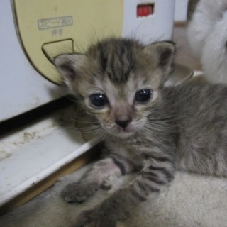 お目目うるうる離乳中　ひのでちゃん　募集一時停止