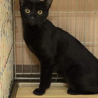 クロネコ美少年　マッサン　里親様募集！