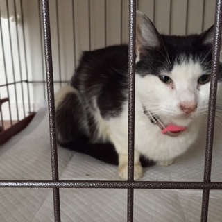 個人で瀕死のところを保護した猫ちゃんの里親募集