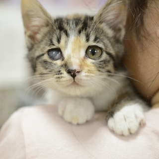 三毛猫のエリーちゃん　里親様募集! 