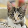 三毛猫のエリーちゃん　里親様募集!  サムネイル2