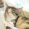 三毛猫のエリーちゃん　里親様募集!  サムネイル4