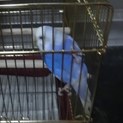 保護したセキセイインコの里親募集です。