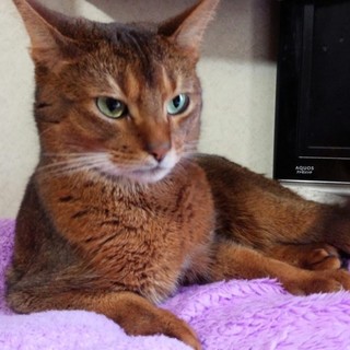 去勢済みの甘えん坊のアビシニアンです