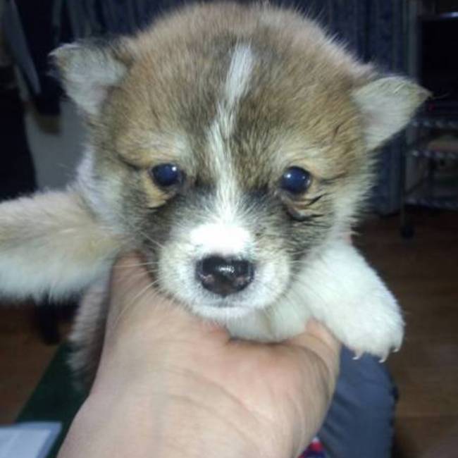 もこもこうさぎのカバー写真