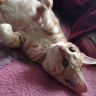 ７ヶ月 元気な3兄弟♂ 