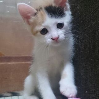 お転婆な三毛さん　ワルツちゃん