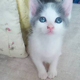 元気いっぱいエイサーちゃん